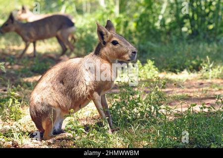 Patagonian Mara's (Dolichotis patagonum) assis au milieu de l'herbe, vue latérale. Prise à Buenos Aires, Argentine Banque D'Images