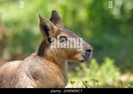 Patagonian Mara (Dolichotis patagonum) assis au milieu de l'herbe, vue latérale. Prise à Buenos Aires, Argentine Banque D'Images