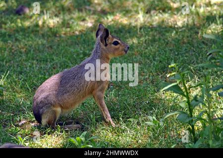 Patagonian Mara (Dolichotis patagonum) juvénile, assis au milieu de l'herbe, vue latérale. Prise à Buenos Aires, Argentine Banque D'Images