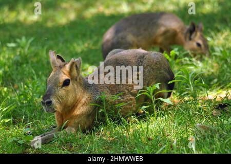 Patagonie Mara (Dolichotis patagonum) avec une partie de l'oreille manquante. Assis au milieu de l'herbe, pris dans Buenos Aires, Argentine Banque D'Images