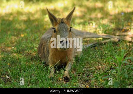 Patagonian Mara (Dolichotis patagonum) assis au milieu de l'herbe, vue latérale. Prise à Buenos Aires, Argentine Banque D'Images