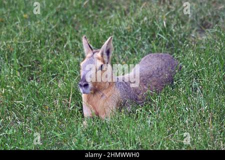 Patagonian Mara (Dolichotis patagonum) assis au milieu de l'herbe, vue latérale. Prise à Buenos Aires, Argentine Banque D'Images