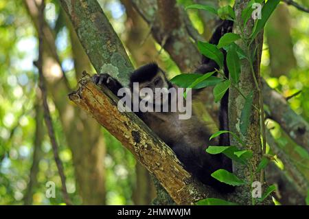 Capucins noirs (Sapajus nigrituus) dans un arbre, pris au parc national des chutes d'Iguazu, Argentine Banque D'Images