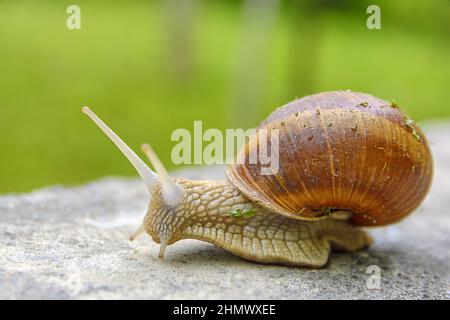 Gros escargot en coquille rampant sur route, photo macro d'animal Banque D'Images