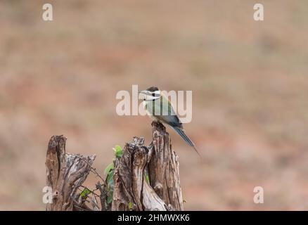 Un Bee-Eater perché à gorge blanche (Merops albicollis) Banque D'Images