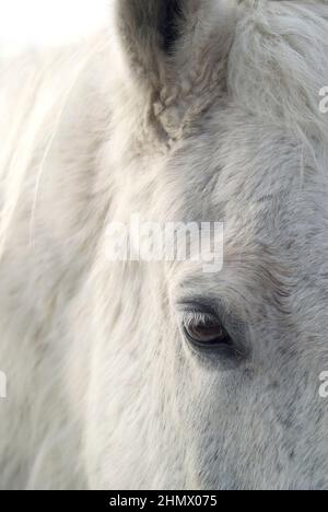 Gros plan sur le visage d'un cheval blanc Banque D'Images