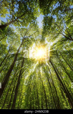 la lumière du soleil tombe dans une magnifique forêt Banque D'Images