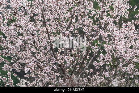 Fleur d'amande douce, Prunus dulcis, floraison, Espagne. Banque D'Images
