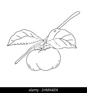 Illustration vectorielle d'un persimmon pour livre de coloriage. Fruits frais dans un style de dessin animé. Isolé sur fond blanc Illustration de Vecteur