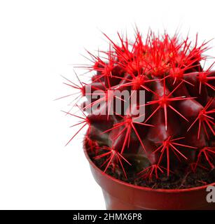 Cactus rouge gros plan isolé sur fond blanc Banque D'Images