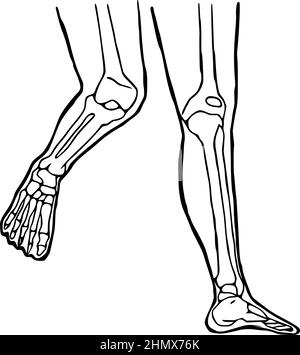 Icône Human legs dessinée à la main. Structure anatomique des articulations du genou et de la cheville. Illustration de Vecteur