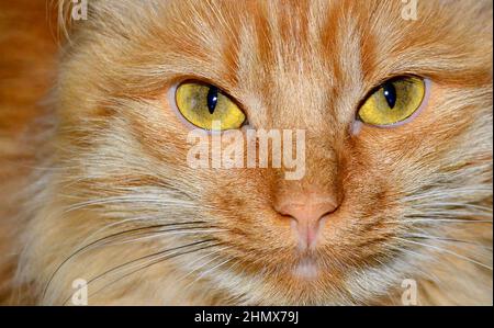 portrait de chat doux rouge gros plan Banque D'Images