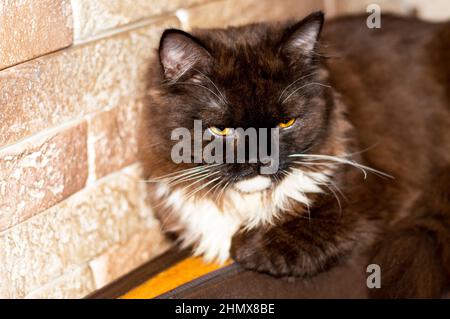 Brun doux longhair Highland droit scottish Cat, beaux chats domestiques de race Banque D'Images