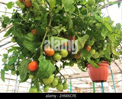 Dans le pot de suspension pousse un grand nombre de petites tomates vertes et orange - la ferme de ville - dans la serre à vendre. Banque D'Images