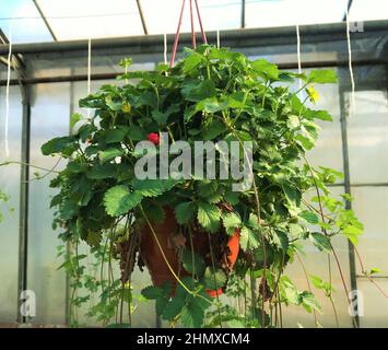 Faux fraises Potentilla indica pot suspendu avec de grandes baies rouges et des fleurs jaunes sur le fond. Banque D'Images