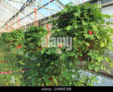 Dans le pot de serre avec fleurs et fruits de fausses fraises Potentilla indica, avec de grandes baies rouges et des fleurs jaunes. Banque D'Images