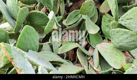 Gros plan de vieux cactus géant à poire épineuse. Fond de cactus vert. Banque D'Images