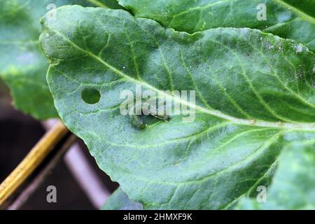 Jeune chenille du chou (Mamestra brassicae) sur une feuille de betterave à sucre. Banque D'Images