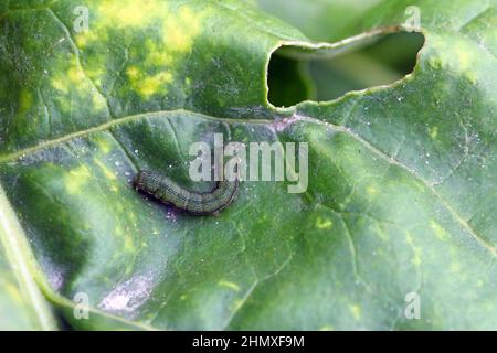 Jeune chenille du chou (Mamestra brassicae) sur une feuille de betterave à sucre. Banque D'Images