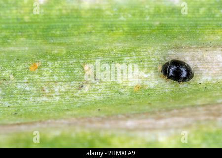 Stethorus punctillum (Coccinellidae) a chassé sur un prédateur - destroyers de tétranychidae. Banque D'Images