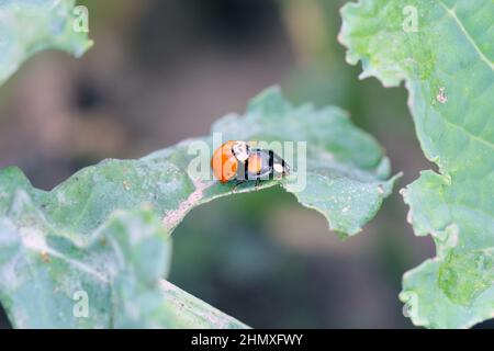 Un gros plan de la coccinelle asiatique multicolore (Harmonia axyridis) sur les plantes vertes. Banque D'Images