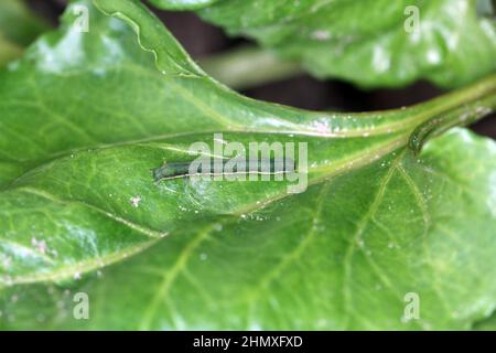 Jeune chenille du chou (Mamestra brassicae) sur une feuille de betterave à sucre. Banque D'Images