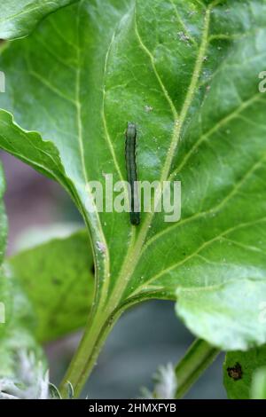 Jeune chenille du chou (Mamestra brassicae) sur une feuille de betterave à sucre. Banque D'Images