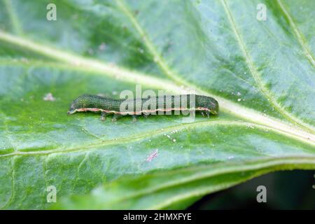 Jeune chenille du chou (Mamestra brassicae) sur une feuille de betterave à sucre. Banque D'Images