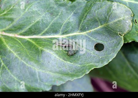 Jeune chenille du chou (Mamestra brassicae) sur une feuille de betterave à sucre. Banque D'Images