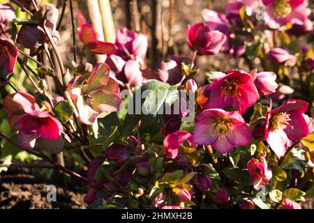 Plantes de jardin hellebore glace et roses ' Rosado' / Helleborus x glandorfensis Banque D'Images