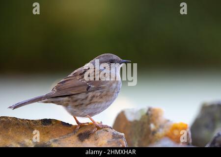 Dunnock [ Prunella modularis ] debout sur un mur de pierre avec un arrière-plan hors foyer Banque D'Images