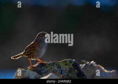 Dunnock rétroéclairé [ Prunella modularis ] debout sur un mur en pierre Banque D'Images