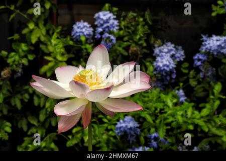 Fleur de Lotus rose également connue sous le nom de Nelumbo nucifera Banque D'Images