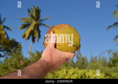 Noix de coco mûre dans la main de l'homme avec des palmiers en arrière-plan. Banque D'Images
