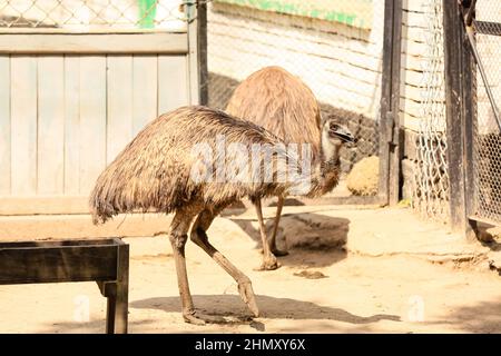 Émeu autruches dans le jardin zoologique Banque D'Images