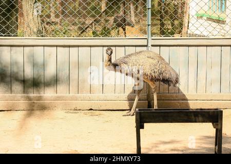 Mignon autruche d'émeu dans le jardin zoologique Banque D'Images