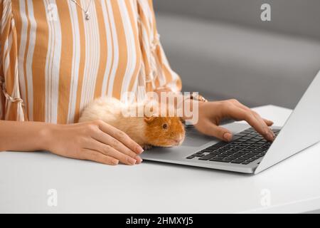 Belle jeune femme avec mignon cobaye travaillant sur ordinateur portable à la maison Banque D'Images