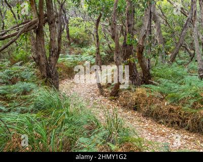 Piste au-dessus de Wreck Beach sur la Great Ocean Walk - Princetown, Victoria, Australie Banque D'Images