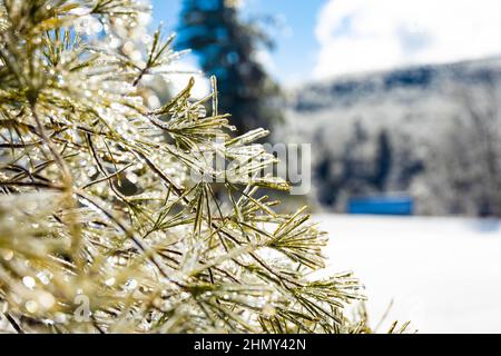 Magnifique pin glacé à la glace argentée après une tempête de neige en hiver Banque D'Images