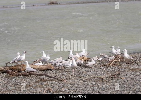 Goéland à bec noir (Chericocephalus bulleri) avec jeunes Banque D'Images