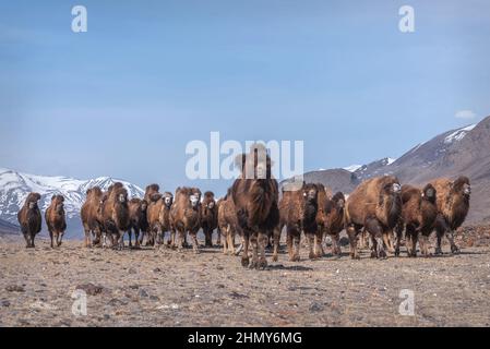 Portrait pittoresque d'un troupeau de jolis chameaux qui paissent dans la steppe sur fond de montagnes enneigées, de ciel bleu et de nuages au printemps. Altaï, Rus Banque D'Images