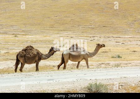 Deux chameaux dromadaires marchent le long d'une route dans le désert sec de Judée, en Cisjordanie. Banque D'Images