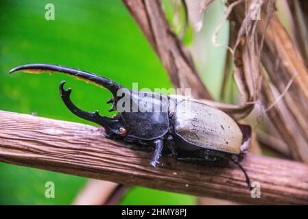 Coléoptère Hercules (Dynastes hercules), Réserve forestière de Monteverde Cloud, Costa Rica Banque D'Images