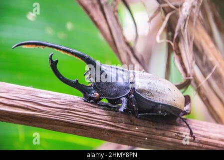 Coléoptère Hercules (Dynastes hercules), Réserve forestière de Monteverde Cloud, Costa Rica Banque D'Images