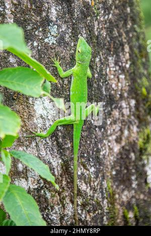 Lizard basilisque commun (Basiliscus basiliscus), Réserve forestière de Monteverde, Costa Rica Banque D'Images