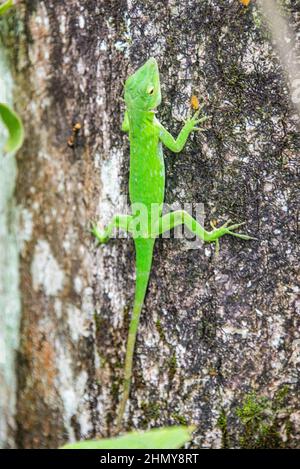 Lizard basilisque commun (Basiliscus basiliscus), Réserve forestière de Monteverde, Costa Rica Banque D'Images