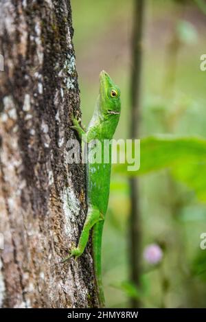 Lizard basilisque commun (Basiliscus basiliscus), Réserve forestière de Monteverde, Costa Rica Banque D'Images