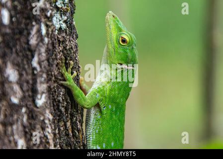 Lizard basilisque commun (Basiliscus basiliscus), Réserve forestière de Monteverde, Costa Rica Banque D'Images