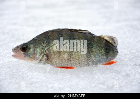 Trophée pêche en hiver - perches fraîchement pêchées sur la glace. Perche russe, pêche d'hiver, poisson fraîchement pêché Banque D'Images