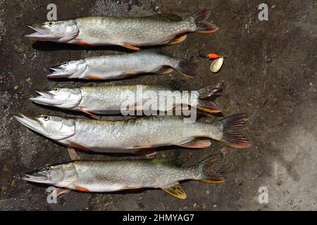 Trophée de pêche lors de la pêche estivale - le brochet fraîchement pêché se trouve sur l'herbe. Banque D'Images